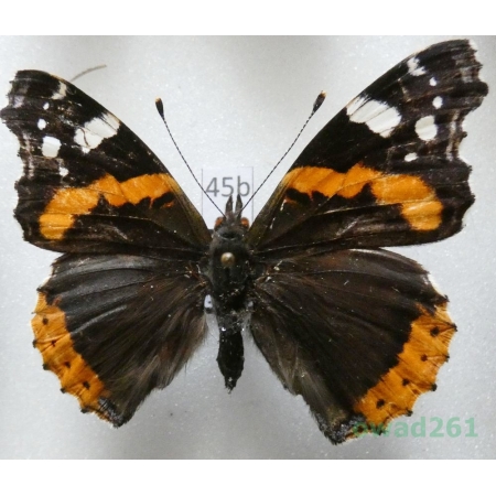 Vanessa atalanta (Linnaeus, 1758) Czech45b